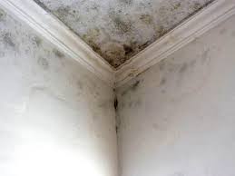 Why You Should Choose Our Mold Remediation Services in Ashford, AL